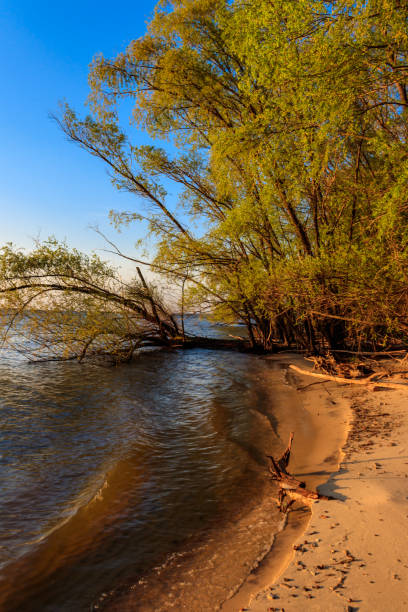 istock Willow trees on the shore of a lake 1275807391