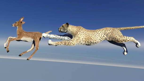 istock Cheetah is hunting an antelope 1275808642