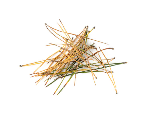 istock Heap of pine needles isolated on white background 1275809066