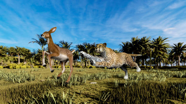 istock Cheetah is hunting an antelope 1275809419