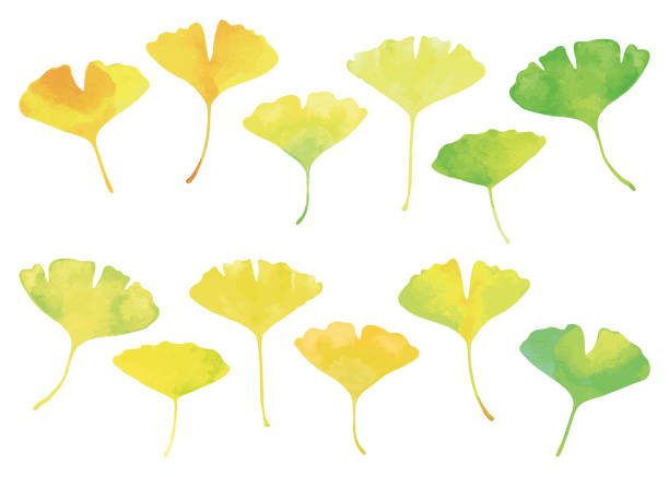 イチョウはセットを残します。水彩、緑から黄色のグラデーション。 - ginkgo tree illustrations点のイラスト素材／クリップアート素材／マンガ素材／アイコン素材