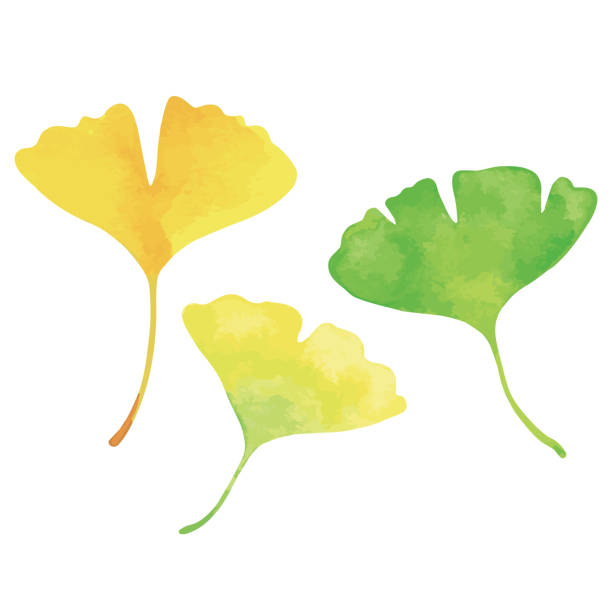 trzy liście ginkgo. zielony, żółty i pomarańczowy. malarstwo akwarelowe. - ginkgo tree ginkgo tree japan stock illustrations