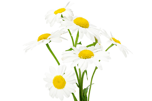 white chamomiles bouquet isolated on white background. full depth of field
