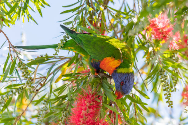 istock Rainbow Lorikeet and Red Bottlebrush Flowers 1275810968