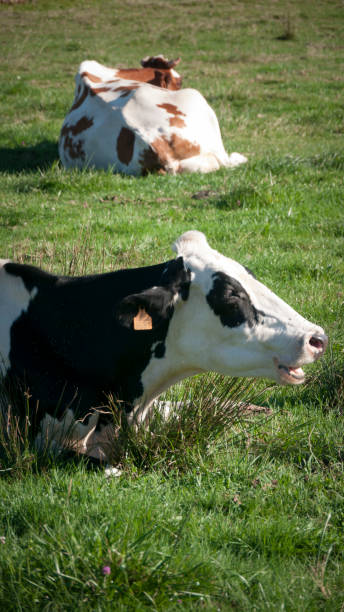 istock Cows lying in a green meadow 1275811159