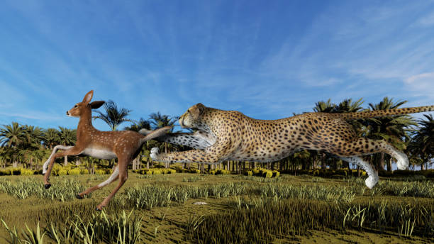 istock Cheetah is hunting an antelope 1275811204