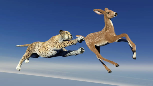 istock Cheetah is hunting an antelope 1275812468