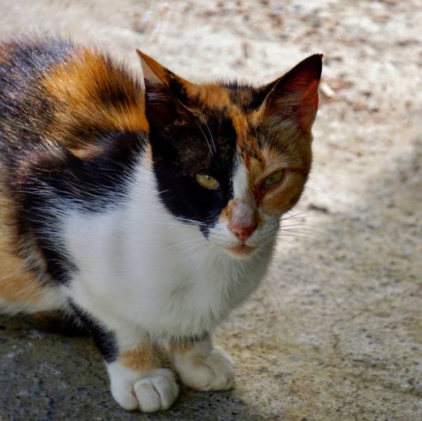 istock beautiful stray cat on the street 1275812547