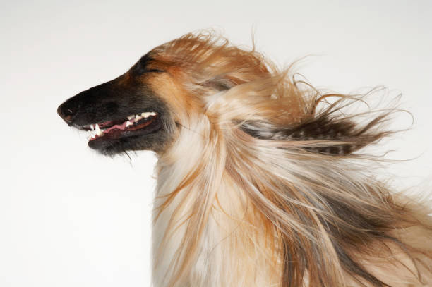 Dog Afghan hound eyes closed windblown fur close-up profile afghan hound stock pictures, royalty-free photos & images