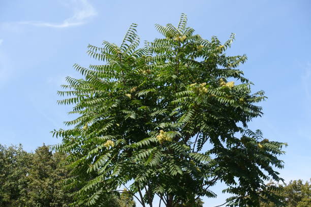 blue sky and crown of ailanthus altissima with unripe seeds in mid september - achene imagens e fotografias de stock