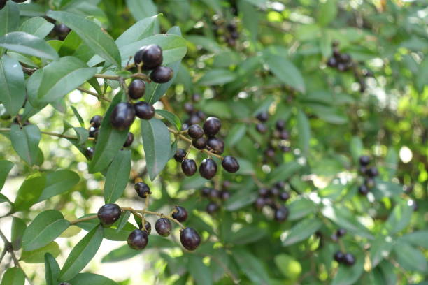 istock Multiple black berries in the leafage of common privet in September 1275815430