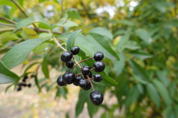 istock Dark berries of common privet in October 1275815444