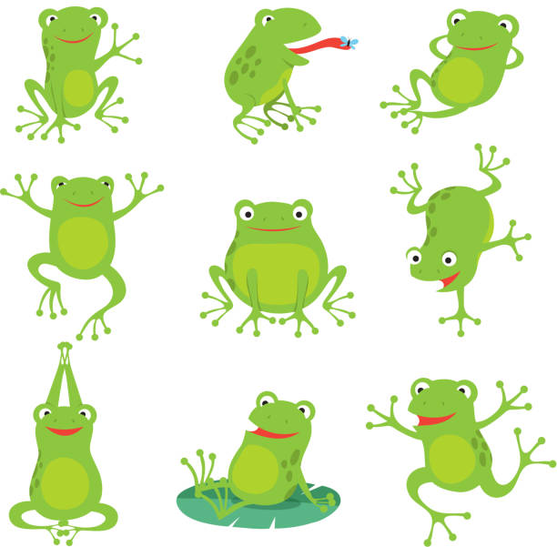 Cute cartoon frogs. Green croaking toad on lotus leaves in pond. Vector animal characters set Cute cartoon frogs. Green croaking toad on lotus leaves in pond. Vector animal characters set of amphibian toad drawing, green frog collection illustration toad illustrations stock illustrations