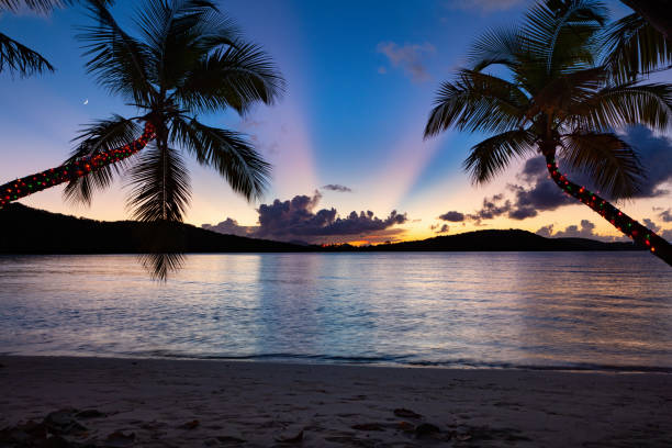 istock Palm tree with Christmas lights on a tropical beach 1275817154