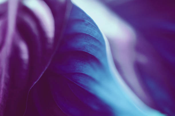 istock Neon colored tropical leaves background 1275817446