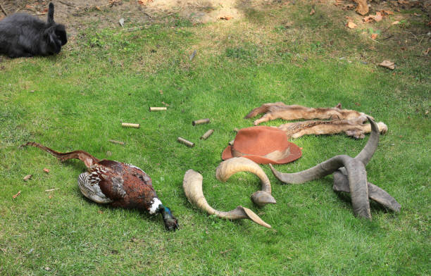 caçando presas, matando animais, caçando troféus - hunting pheasant duck hunting bird - fotografias e filmes do acervo