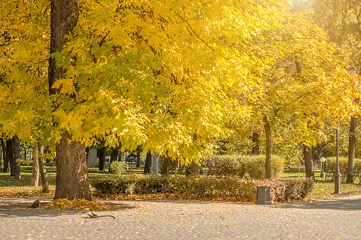 Autumn park in Krasnodar, Russia with beautiful golden trees. Urban landscape.