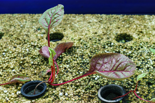 Swiss chard growing floating on foam in an aquaponics system