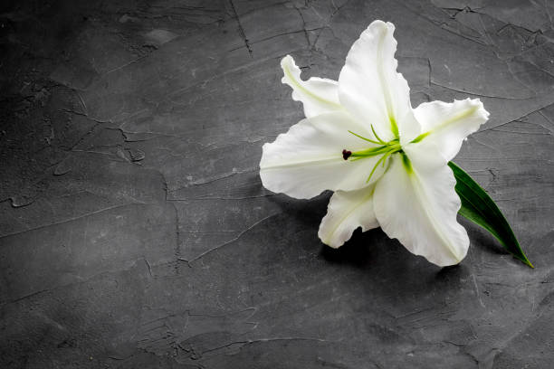 istock Condolence card with white flowers lily. Funeral symbol 1275819150