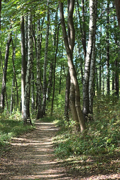 istock the path leads deep into the autumn park 1275819430