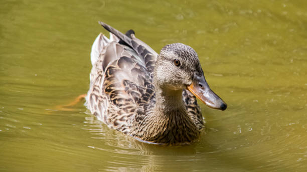istock Duck swims in dirty green water on a river 1275822421