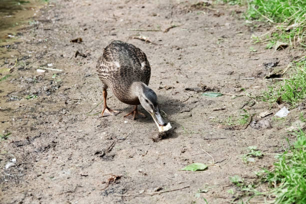 istock Duck on the sandy river bank close up 1275822585