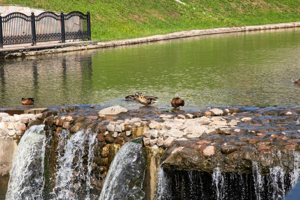 istock Ducks are sitting on stones in the water 1275822677