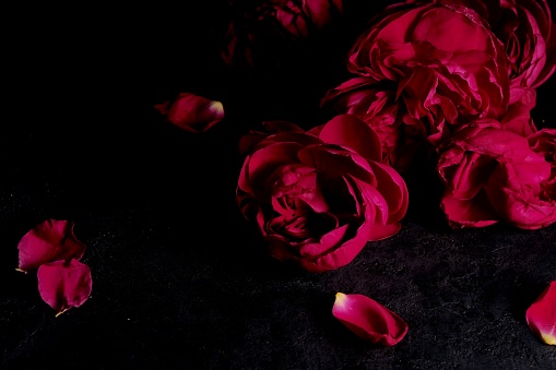 Beautiful dark red peony roses on a black background. Festive romantic flower arrangement. High quality photo