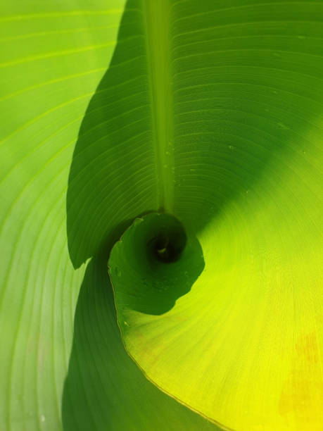 istock View into a green unopened banana leaf as a picture background 1275823693