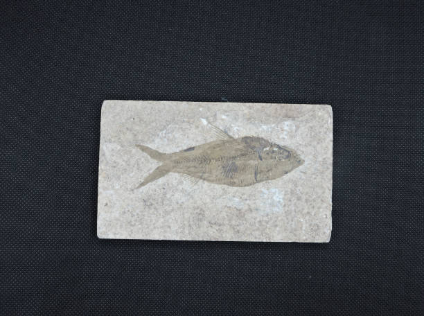 istock A fish fossil on a black background 1275824780