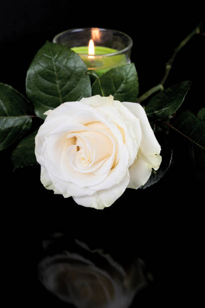 istock White rose on a black background is reflected in the mirror surface. A candle burns in the background. Vertical shot 1275825145