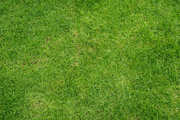istock Green grass texture background Top view of bright grass garden Idea concept 1275826535