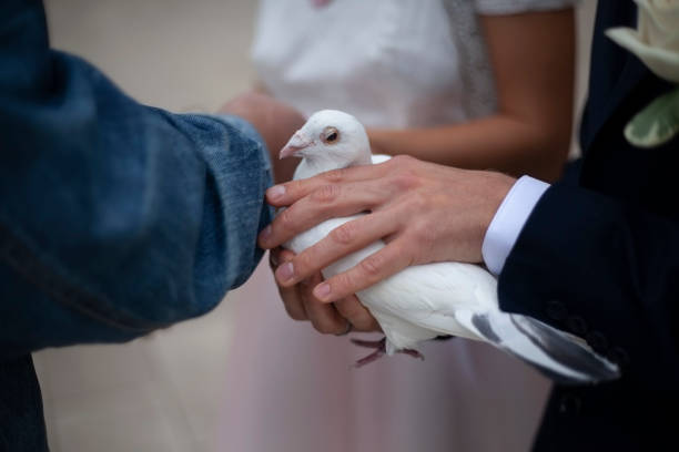istock White doves in hands. Wedding symbol. 1275826665