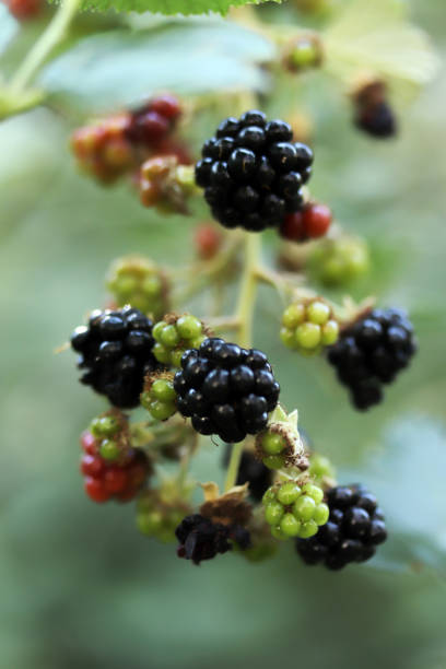 istock blackberries on a branch close-up 1275827964