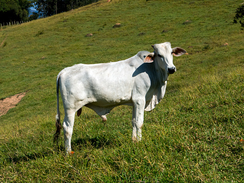 White ox on green pasture - bull - livestock - cattle raising