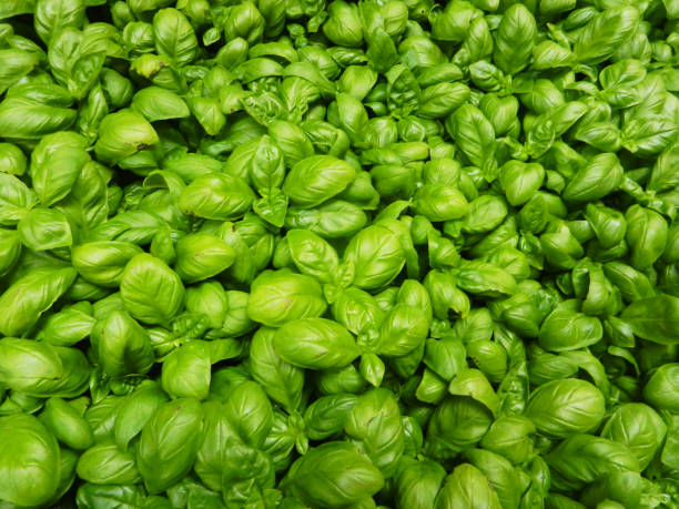 istock Fresh, organic and raw basil leaves 1275830310