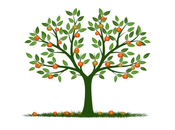 ilustrações de stock, clip art, desenhos animados e ícones de shape of tree with leaves and fruits. vector outline illustration. plant in garden. - dried apple