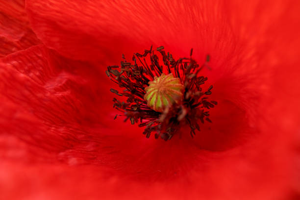istock Red poppy flower close-up 1275831098
