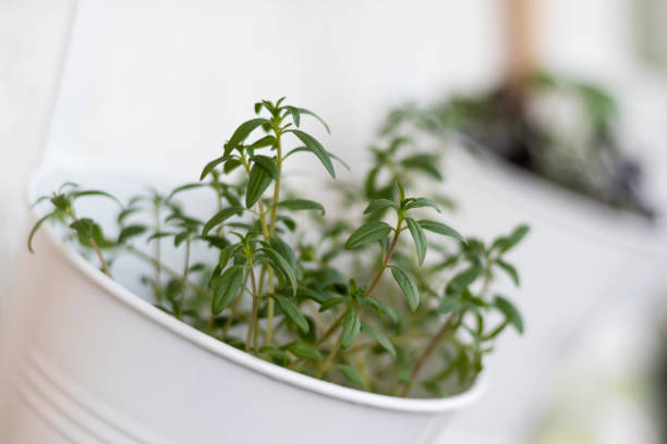 Young green sprouts of satureja in a pot hanging on balcony wall. Natural light. Soft selective focus.