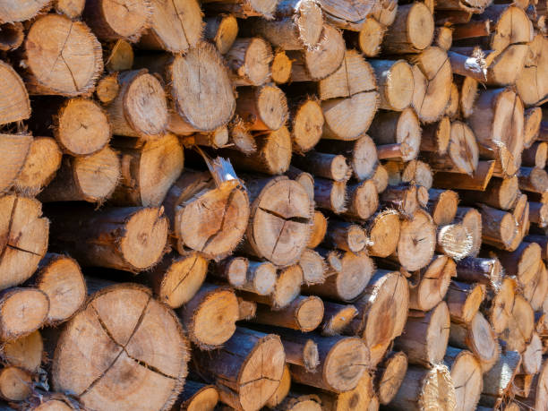 Eucalyptus fire wood trunk piled up texture - pattern stock photo