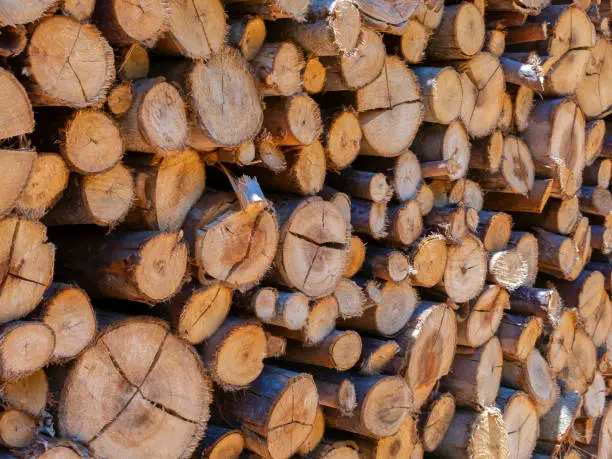 Eucalyptus fire wood trunk piled up texture - pattern