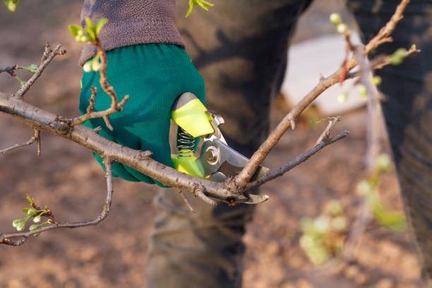 istock Female farmer with pruner shears the tips of plum tree 1275832095