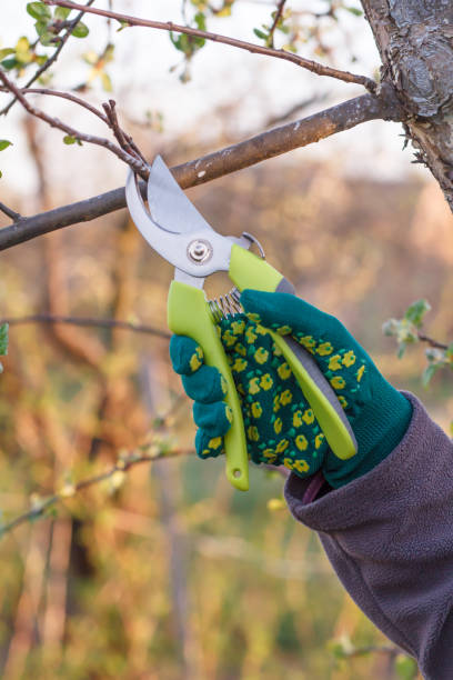 istock Female farmer with pruner shears the tips of apple tree 1275832506