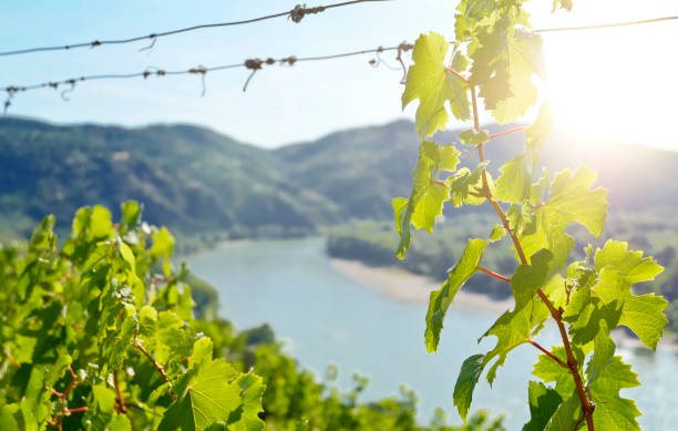 vignobles en basse-autriche (danube) - danube valley danube river vineyard austria photos et images de collection