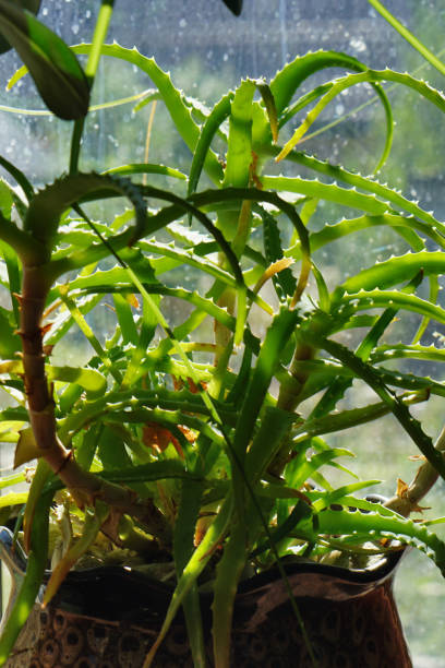istock aloe vera house plant. 1275835197