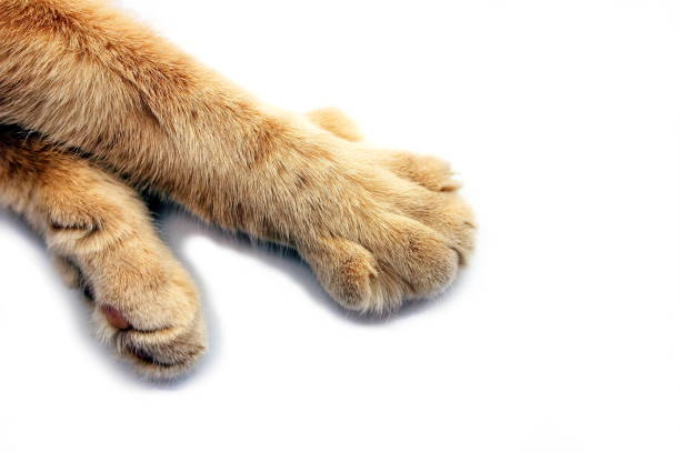 istock Paws of a red cat close-up on a white background. 1275835259