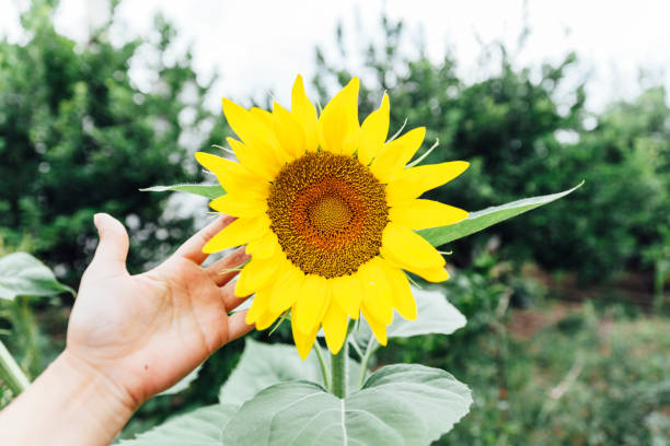 istock Young women holding sunflower 1275838329