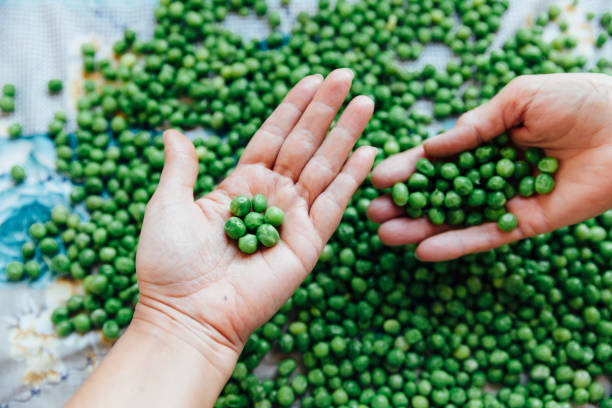 Human hand holding baked green pea stock photo
