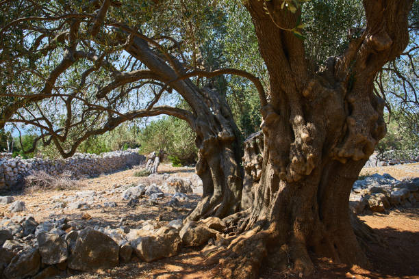 istock Olive trees of Lun 1275840825
