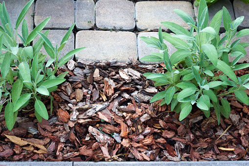 Pine bark mulch around two salvia bushes, as a fight against weeds and protection of plant roots from drying out